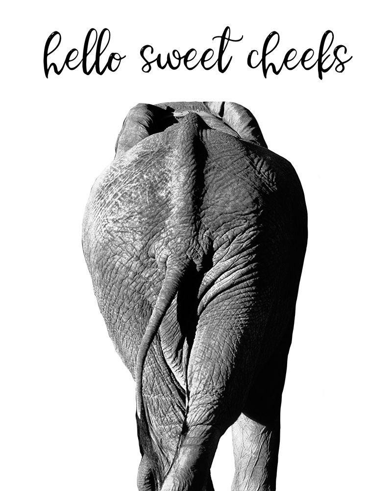 Elephant Bum art print by Danita Delimont for $57.95 CAD