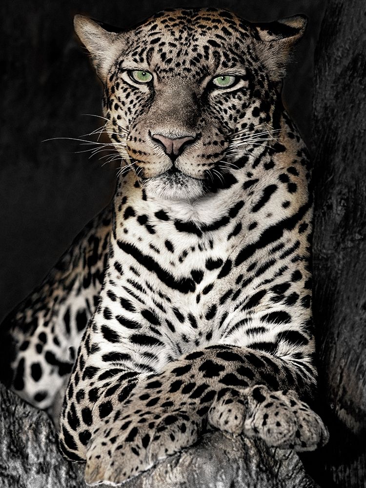 African Leopard art print by William D. Jaynes for $57.95 CAD