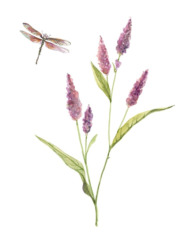 Wildflower Botanical IV art print by Carol Robinson for $57.95 CAD