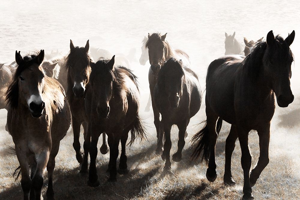 Westward Bound art print by Danita Delimont for $57.95 CAD