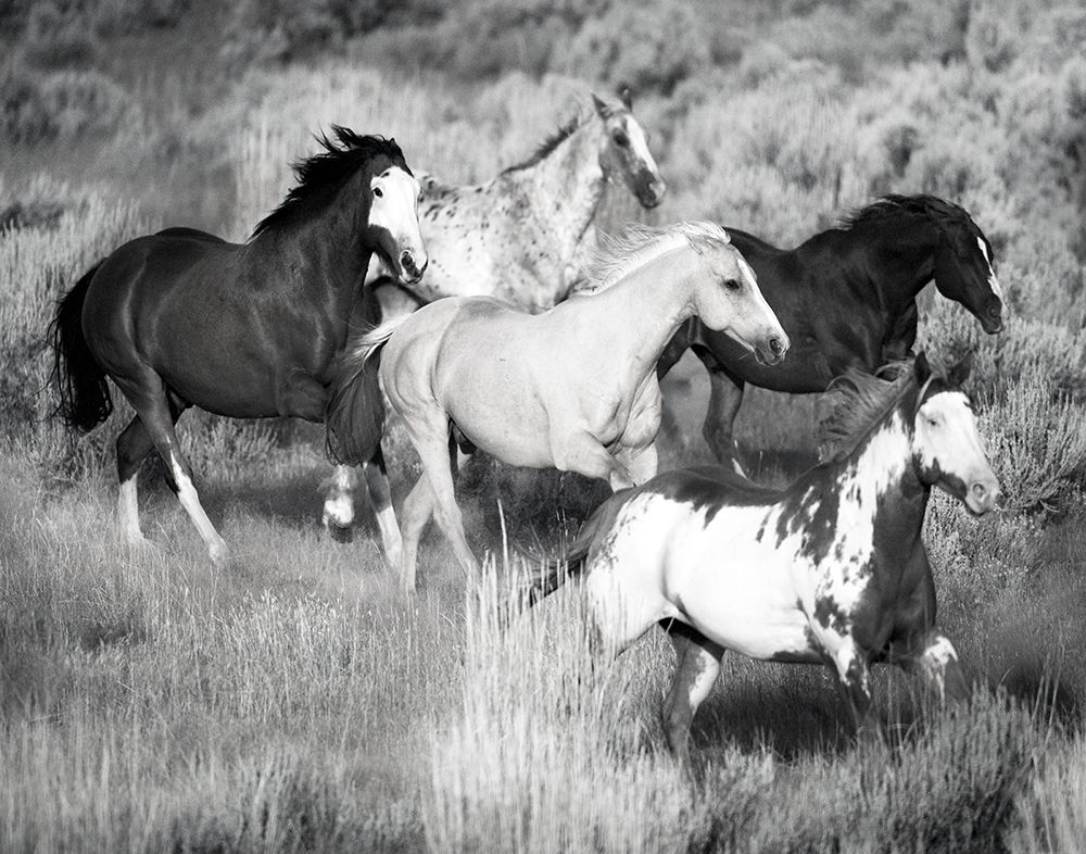 Prairie Run art print by William D. Jaynes for $57.95 CAD