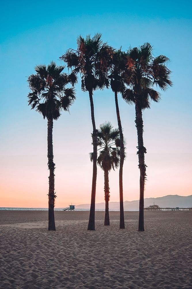 Santa Monica Palm art print by Natalie Carpentieri for $57.95 CAD