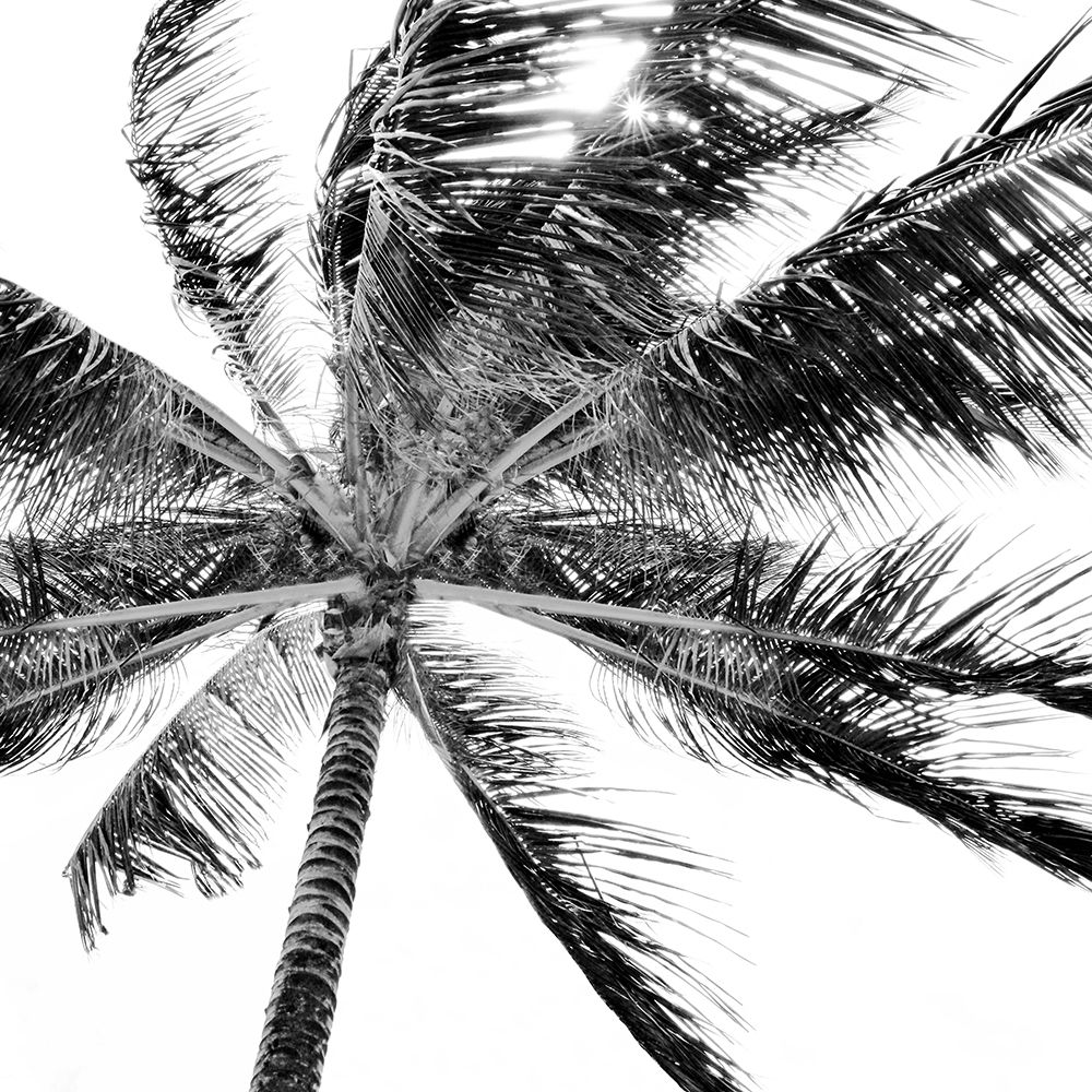 Tropic Breeze art print by Natalie Carpentieri for $57.95 CAD