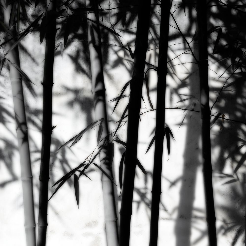 Bamboo Shadows art print by Danita Delimont for $57.95 CAD