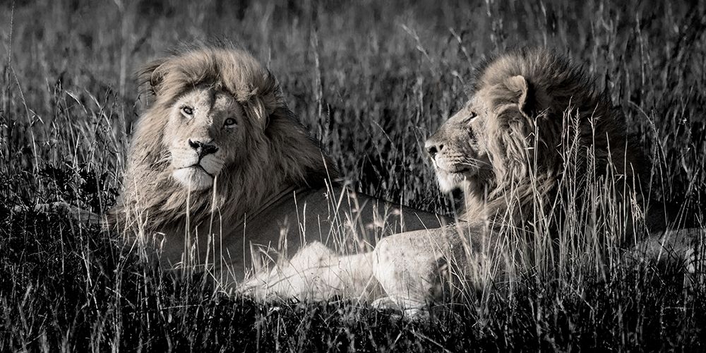 Mara Lions art print by Alison Jones for $57.95 CAD
