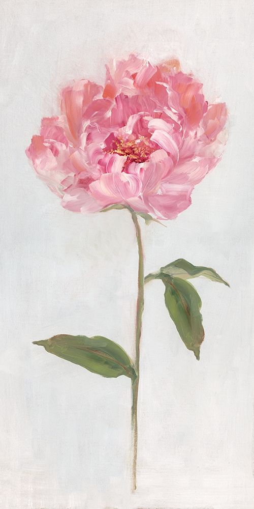 Peony II art print by Sally Swatland for $57.95 CAD