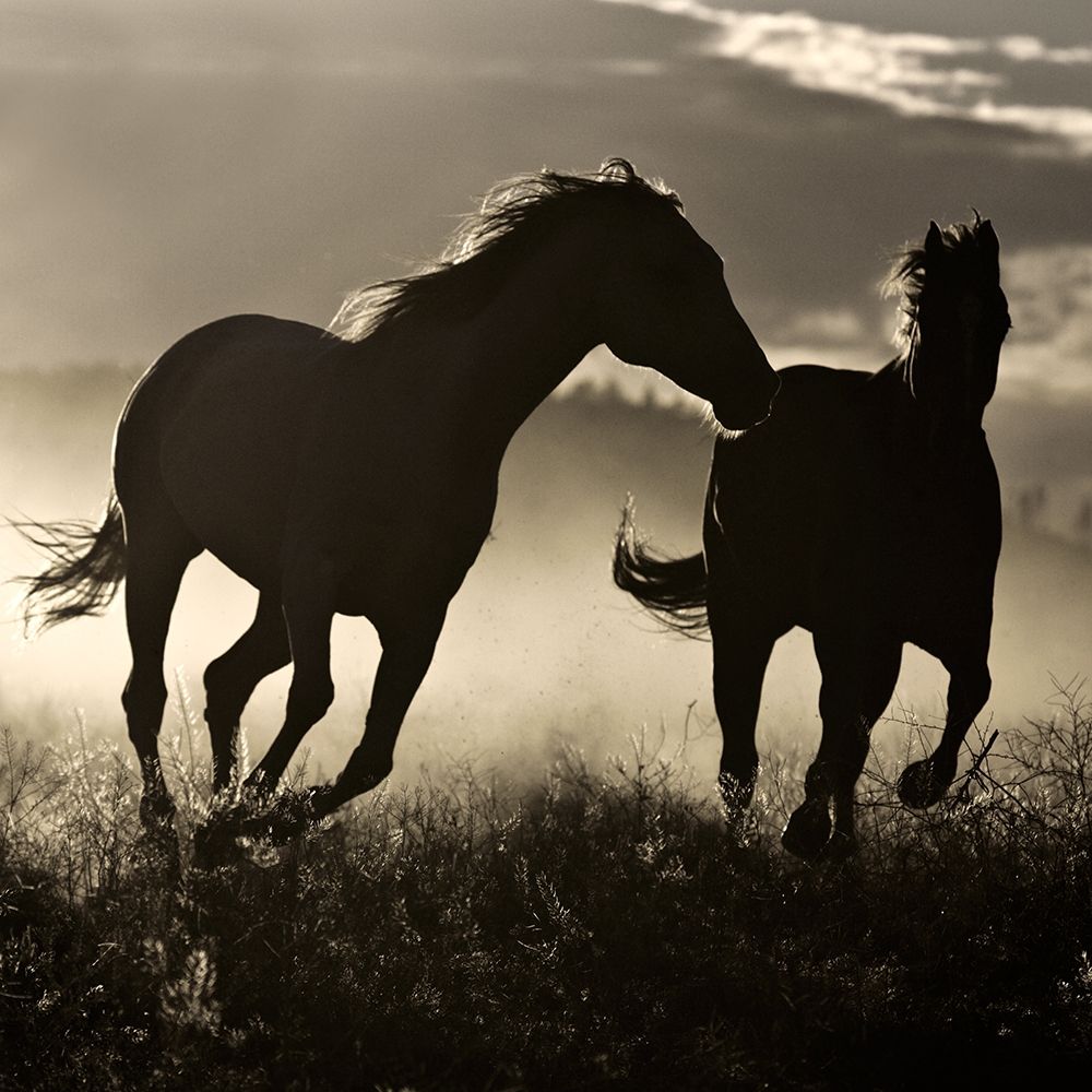 Ponderosa Sunset art print by Danita Delimont for $57.95 CAD