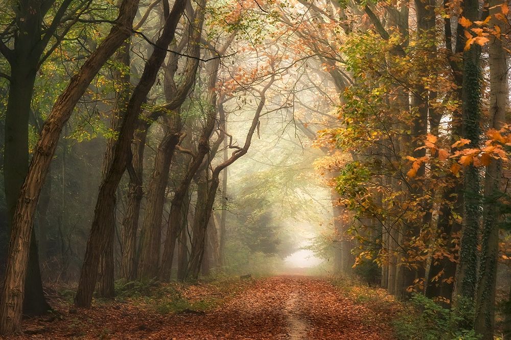 Path of Dreams art print by Lars Van de Goor for $57.95 CAD
