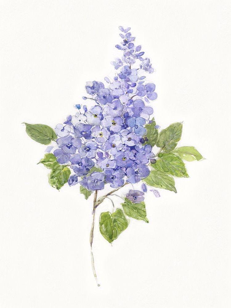 Dainty Botanical Lilac art print by Sally Swatland for $57.95 CAD
