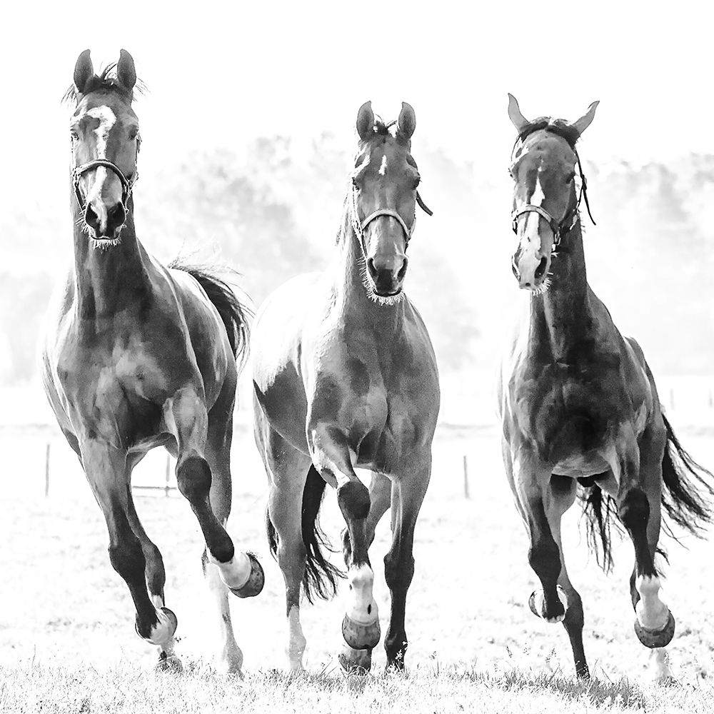 Running Herd art print by Lars Van de Goor for $57.95 CAD