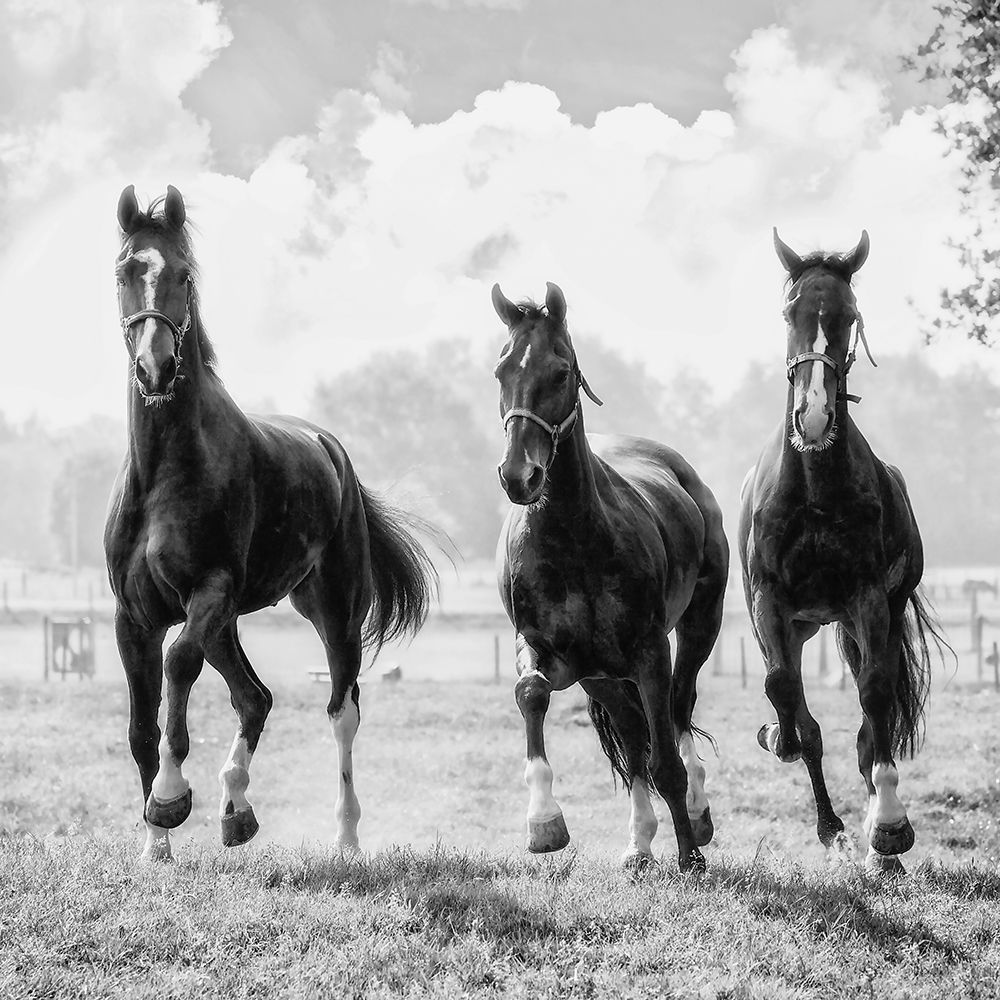 Three of a Kind art print by Lars Van de Goor for $57.95 CAD