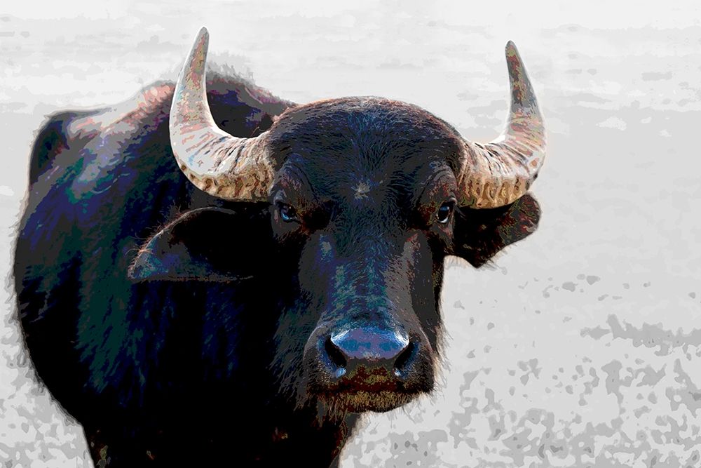 Buffalo Meets Warhol art print by Nico Tondini for $57.95 CAD