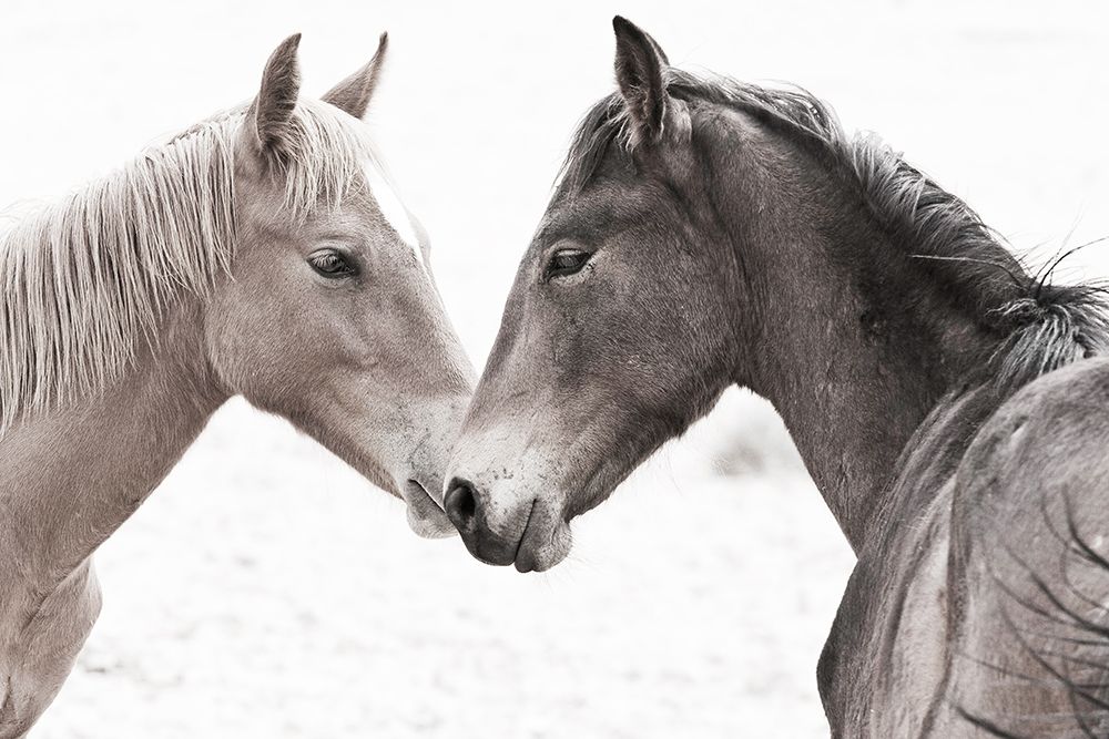 Gentle Herd art print by William D. Jaynes for $57.95 CAD