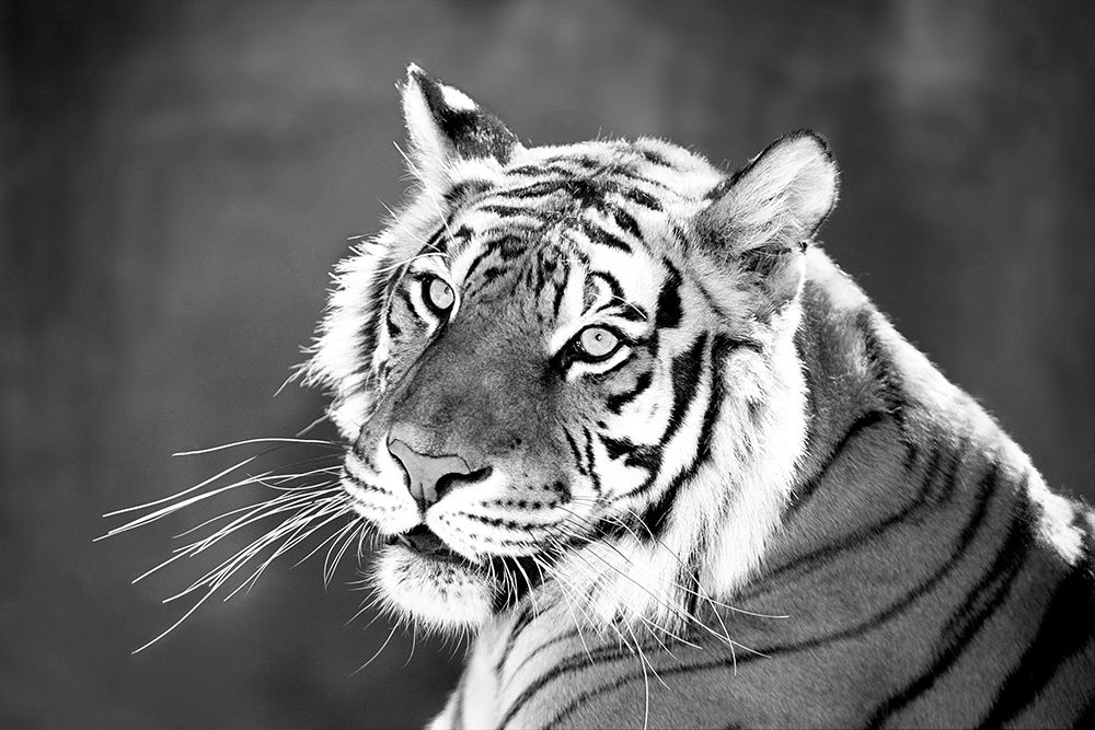 Jungle Cat art print by William D. Jaynes for $57.95 CAD