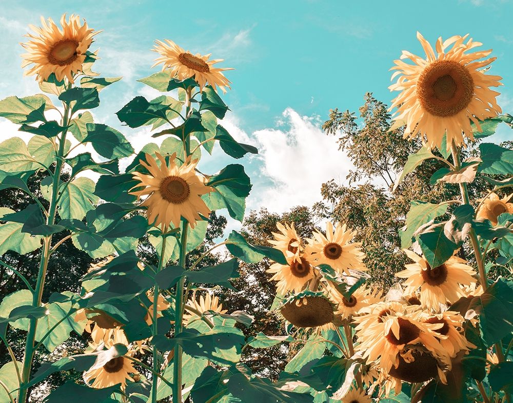 Sunflower Field art print by Natalie Carpentieri for $57.95 CAD