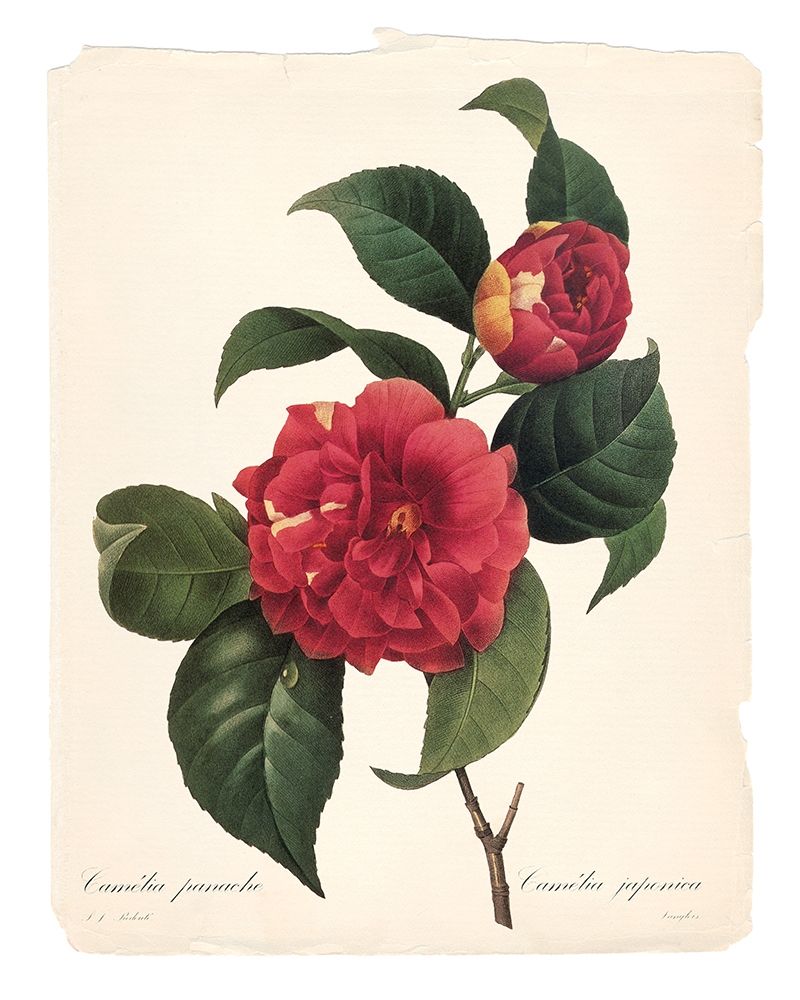 Red Botanical I art print by Carol Robinson for $57.95 CAD