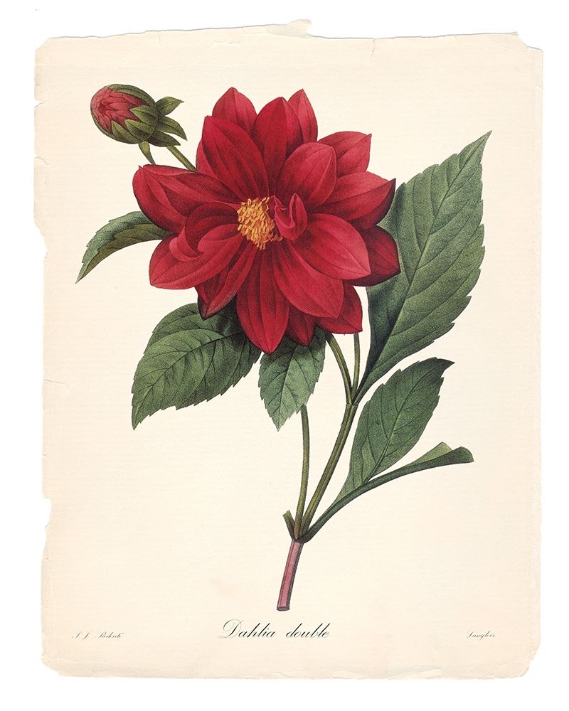 Red Botanical II art print by Carol Robinson for $57.95 CAD
