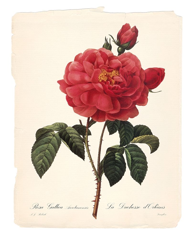 Red Botanical III art print by Carol Robinson for $57.95 CAD