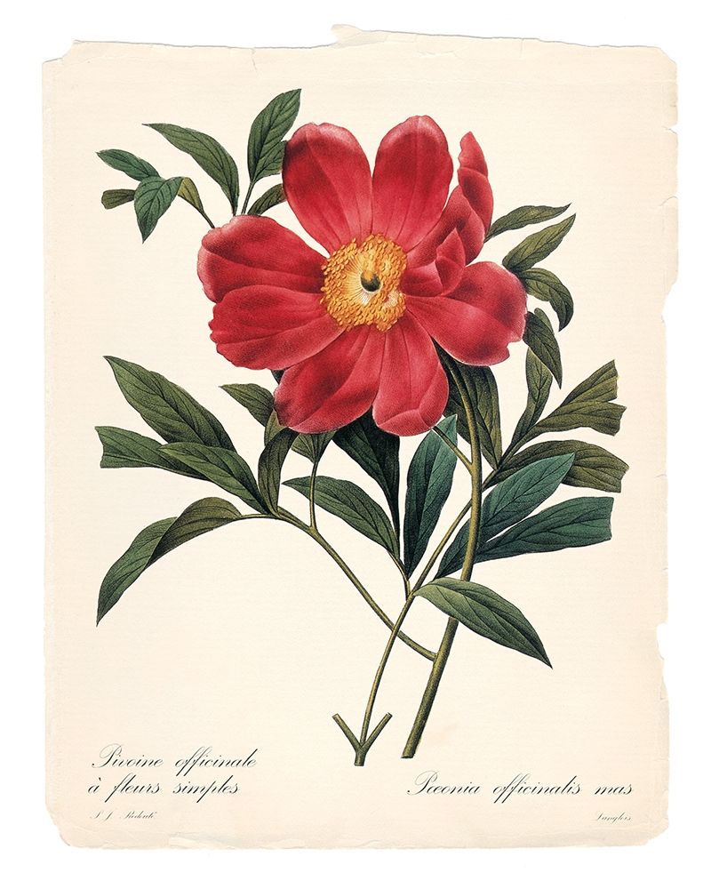 Red Botanical IV art print by Carol Robinson for $57.95 CAD