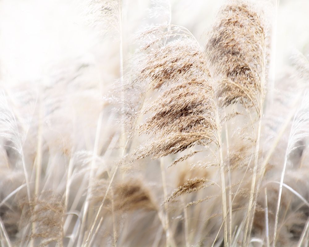 Soft Pampas art print by Irene Weisz for $57.95 CAD