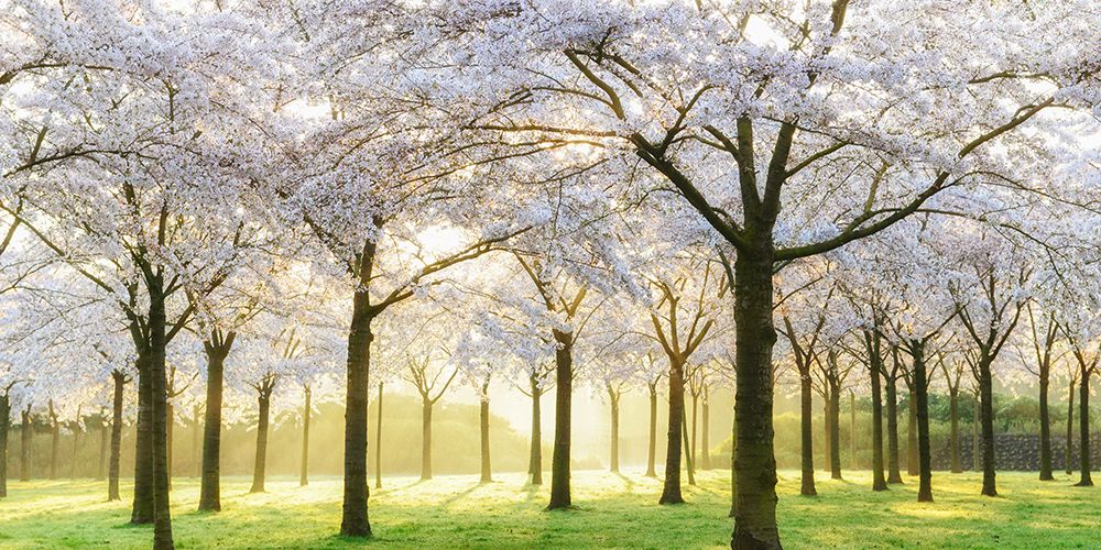 Bridal Trees art print by Lars Van de Goor for $57.95 CAD