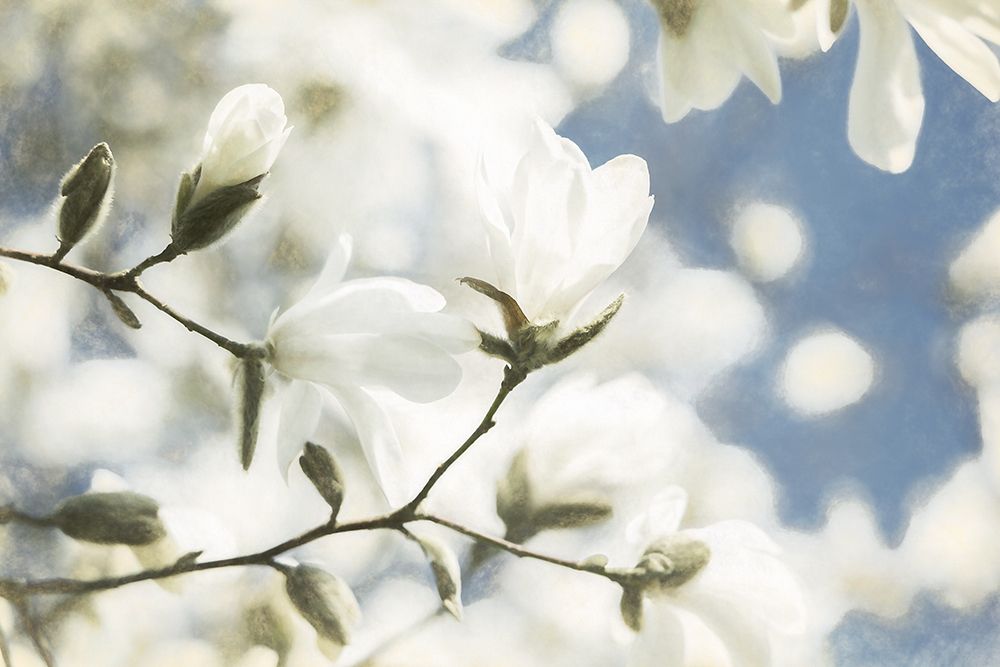 Unfolding Beauty art print by Lars Van de Goor for $57.95 CAD