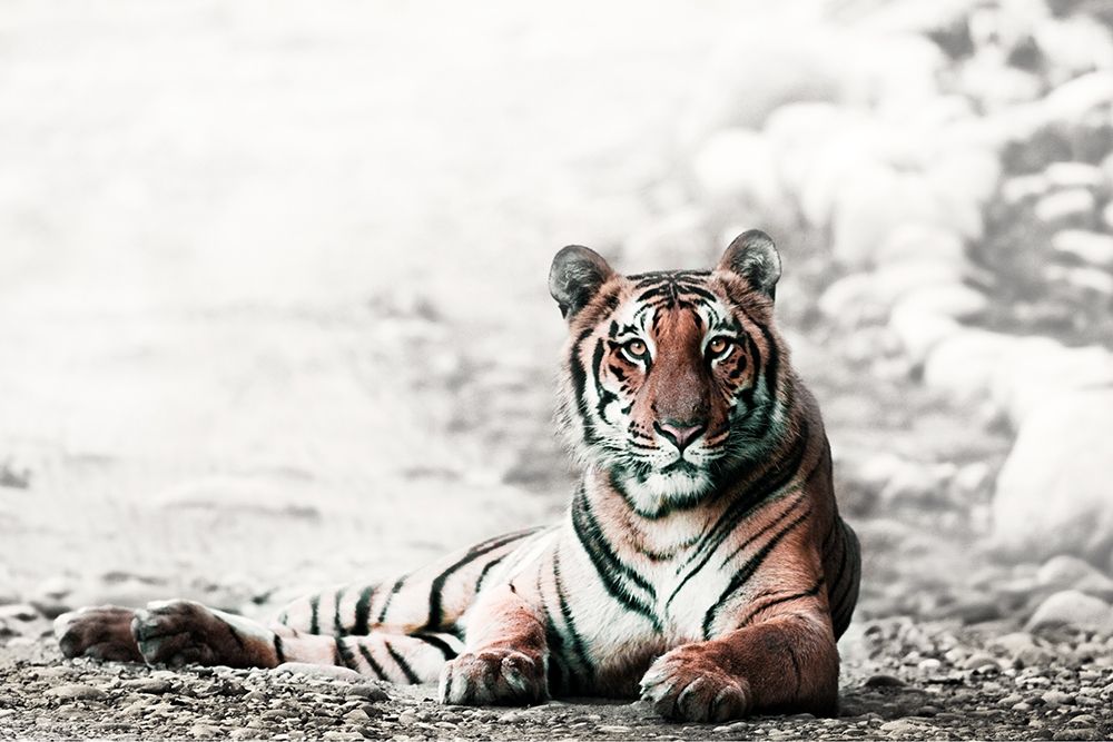 Jungle Bengal art print by Jagdeep Rajput for $57.95 CAD