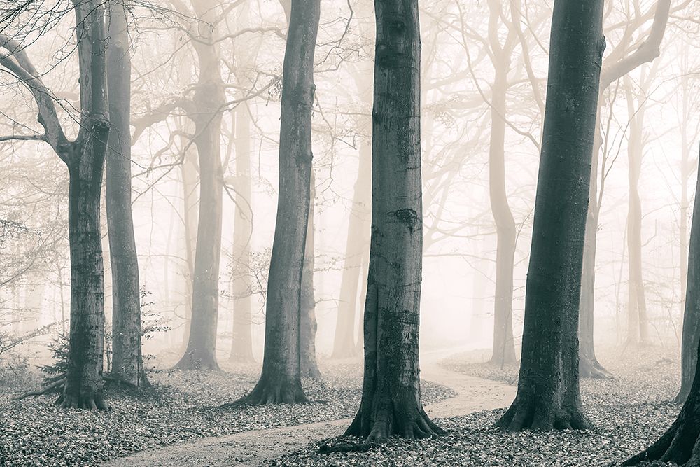 A Sunday Walk art print by Lars Van de Goor for $57.95 CAD