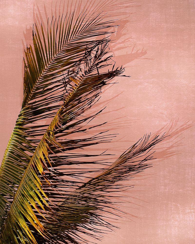 Honduras Palm art print by Natalie Carpentieri for $57.95 CAD