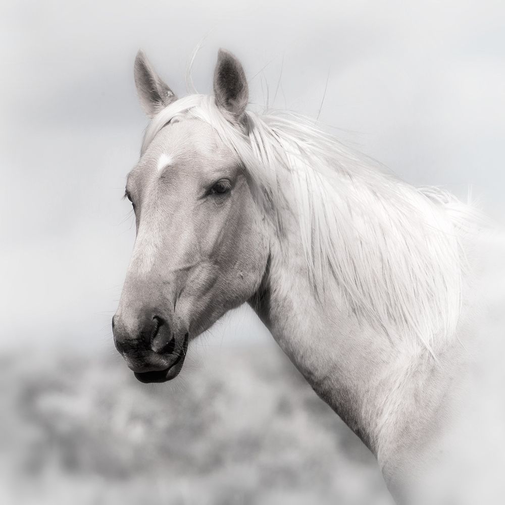 Wild and Free art print by Ken Archer for $57.95 CAD