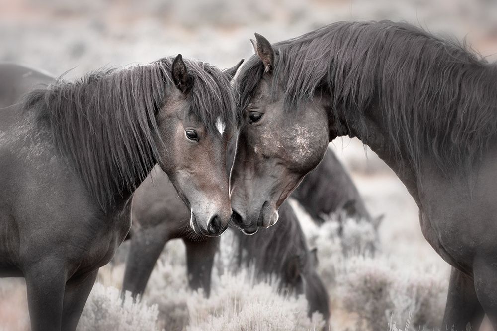 Wild Horses art print by Larry Ditto for $57.95 CAD