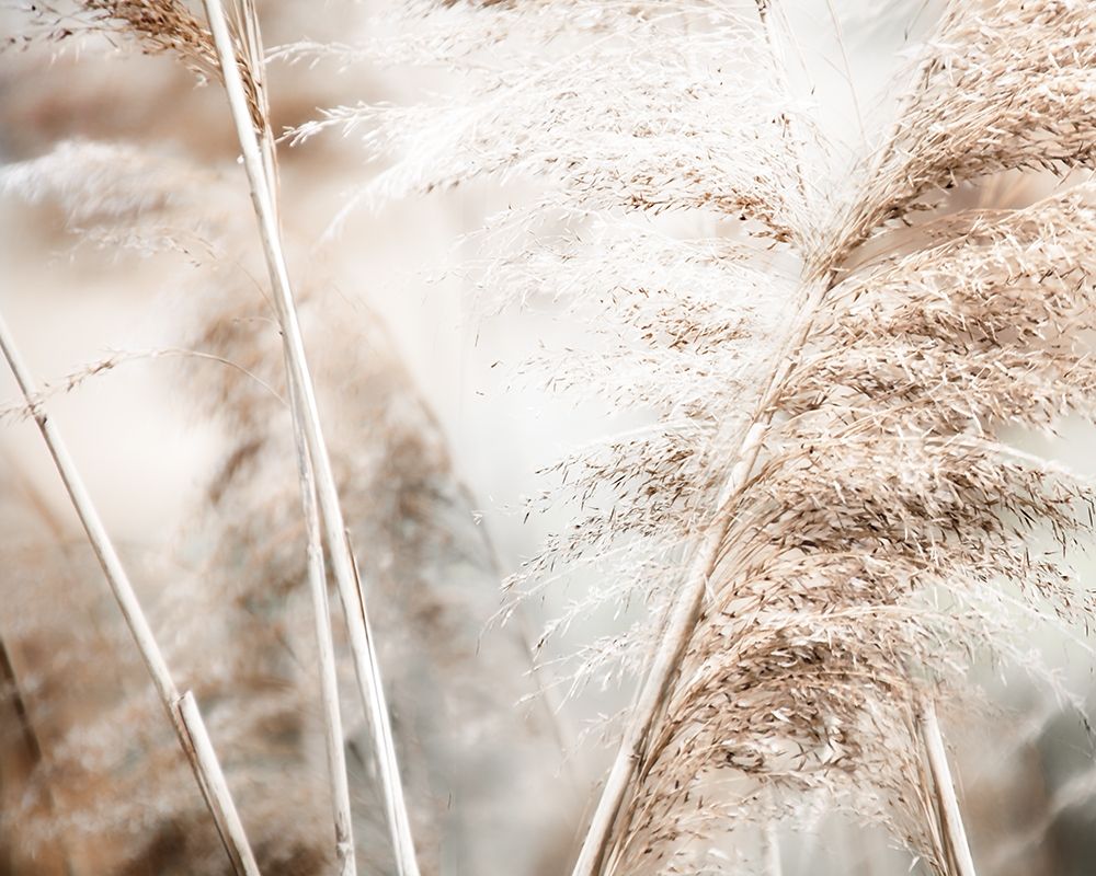 Soft Pampas Breeze art print by Irene Weisz for $57.95 CAD