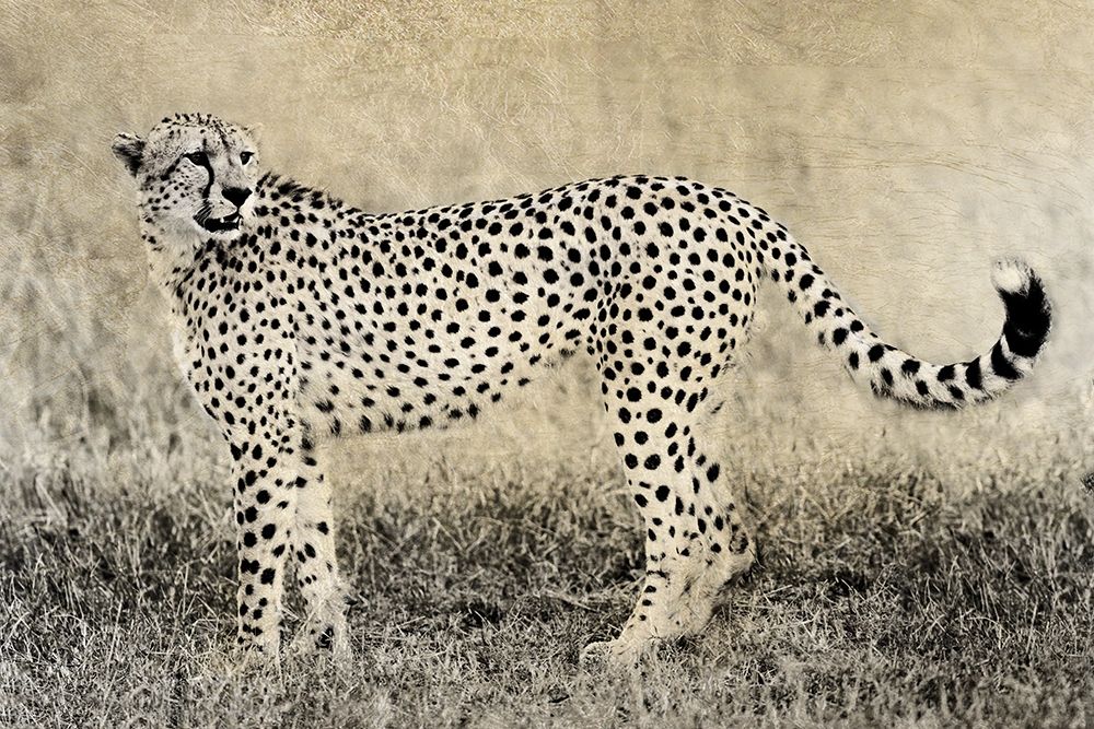 Camouflage art print by William D. Jaynes for $57.95 CAD