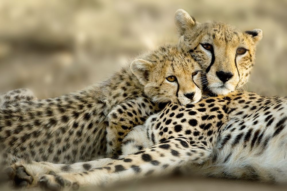 Kenya Cub art print by Danita Delimont for $57.95 CAD