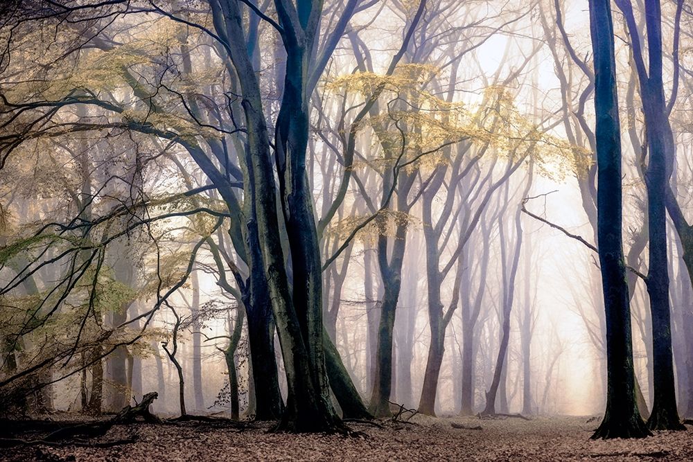 Fall Softly art print by Lars Van de Goor for $57.95 CAD