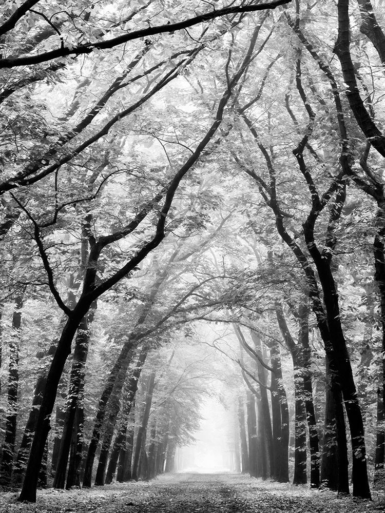 Cathedral Forest art print by Lars Van de Goor for $57.95 CAD