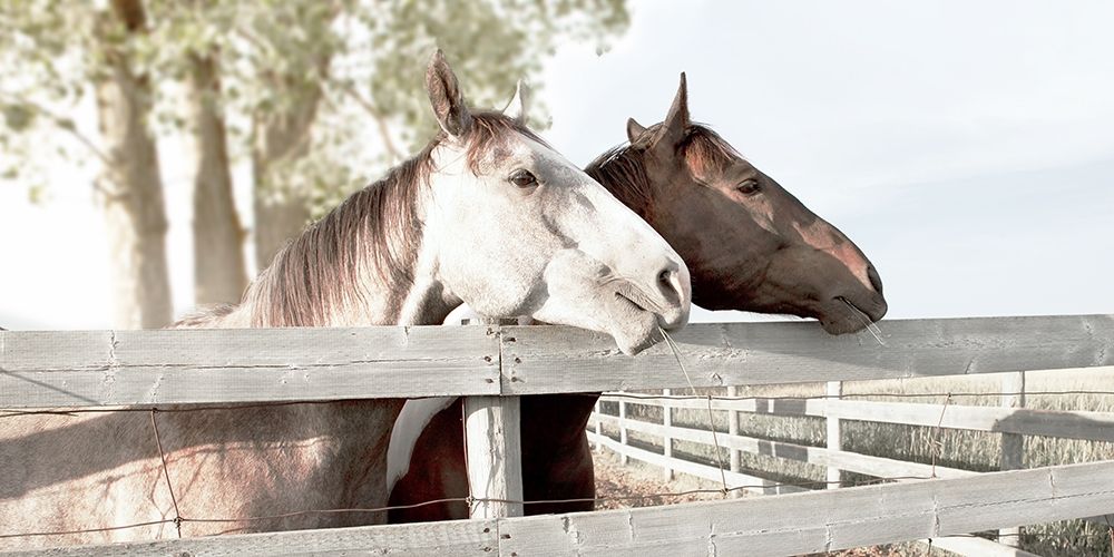 Friendly Visit art print by Carol Robinson for $57.95 CAD