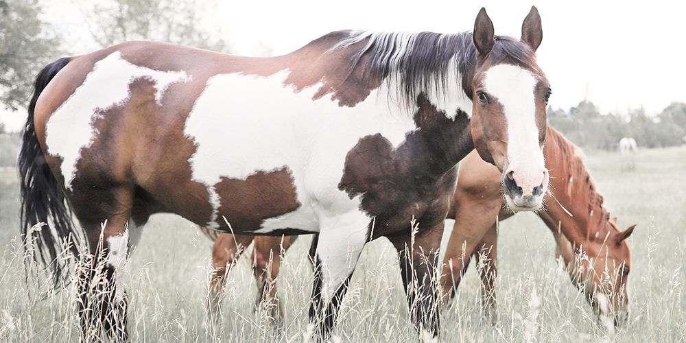 Grazin art print by Carol Robinson for $57.95 CAD