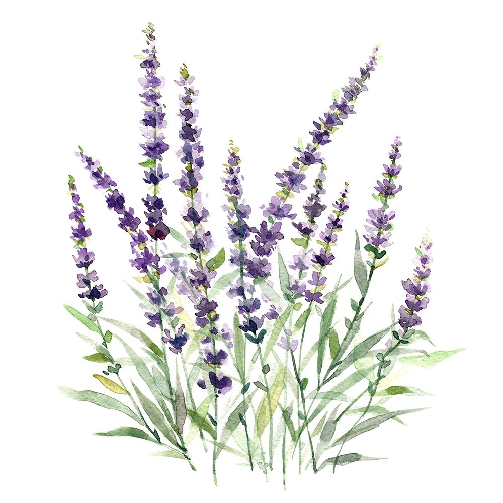 Lavender Botanical I art print by Carol Robinson for $57.95 CAD