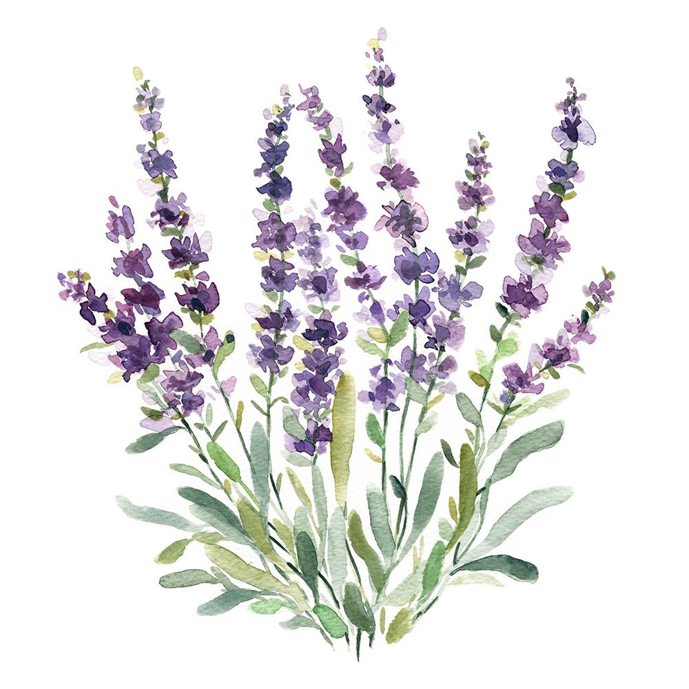 Lavender Botanical II art print by Carol Robinson for $57.95 CAD
