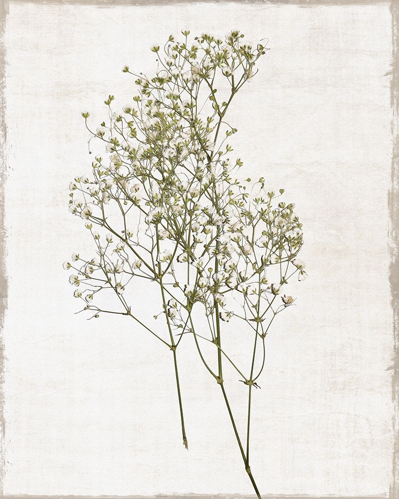 Farmhouse Pressed Flower I art print by Natalie Carpentieri for $57.95 CAD