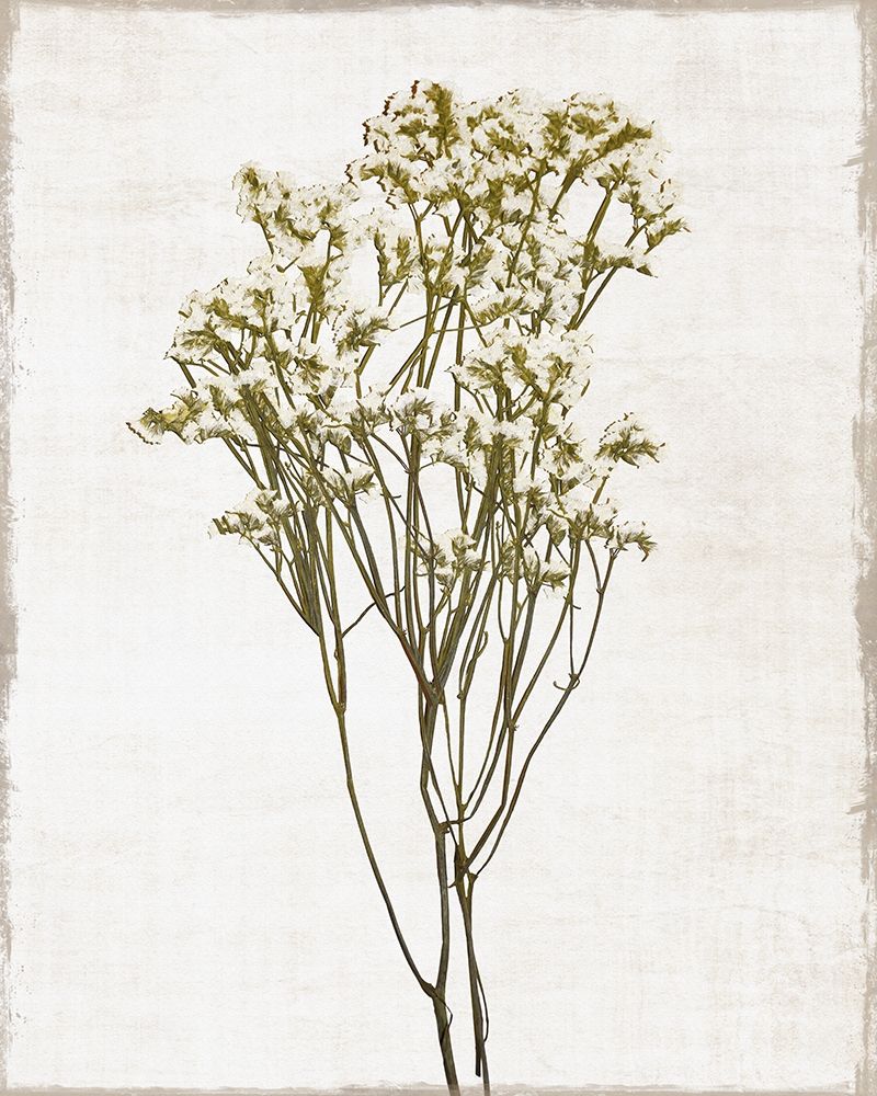 Farmhouse Pressed Flower II art print by Natalie Carpentieri for $57.95 CAD