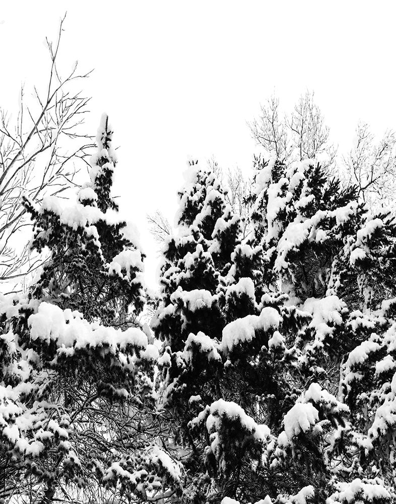 Wintery Dreams I art print by Natalie Carpentieri for $57.95 CAD