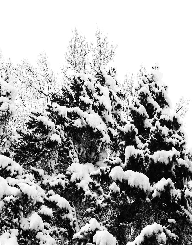 Wintery Dreams II art print by Natalie Carpentieri for $57.95 CAD