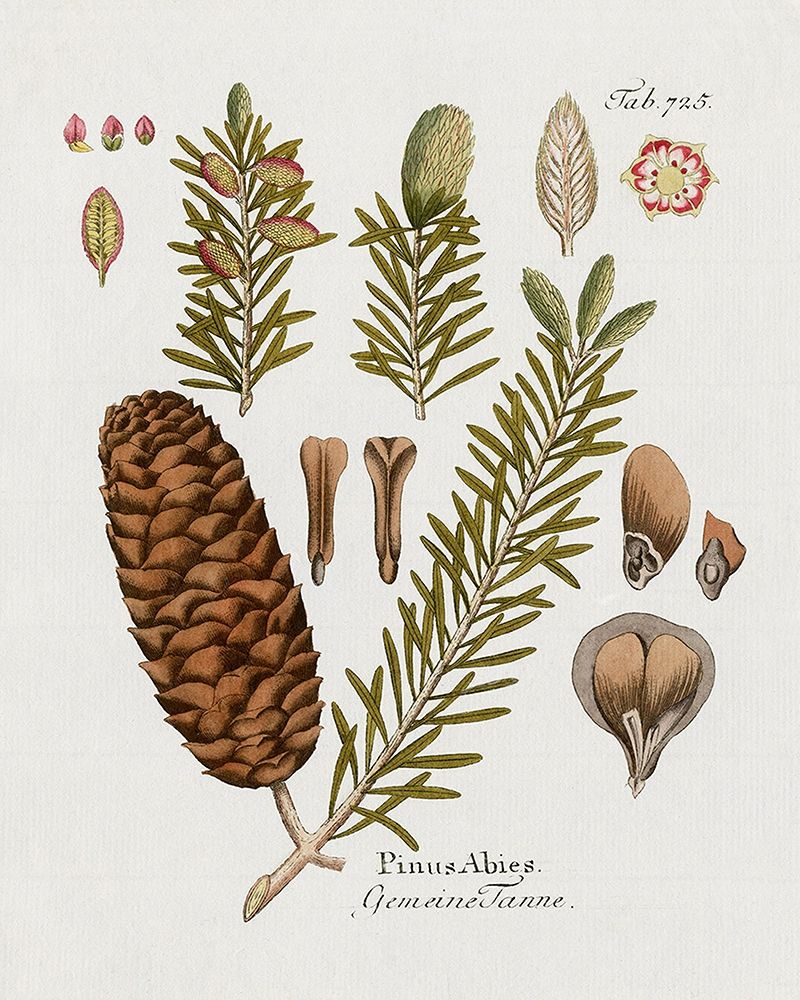 Botanical Fir art print by Kelly Donovan for $57.95 CAD