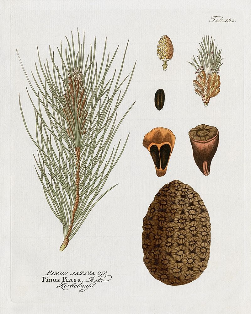 Botanical Pine art print by Kelly Donovan for $57.95 CAD