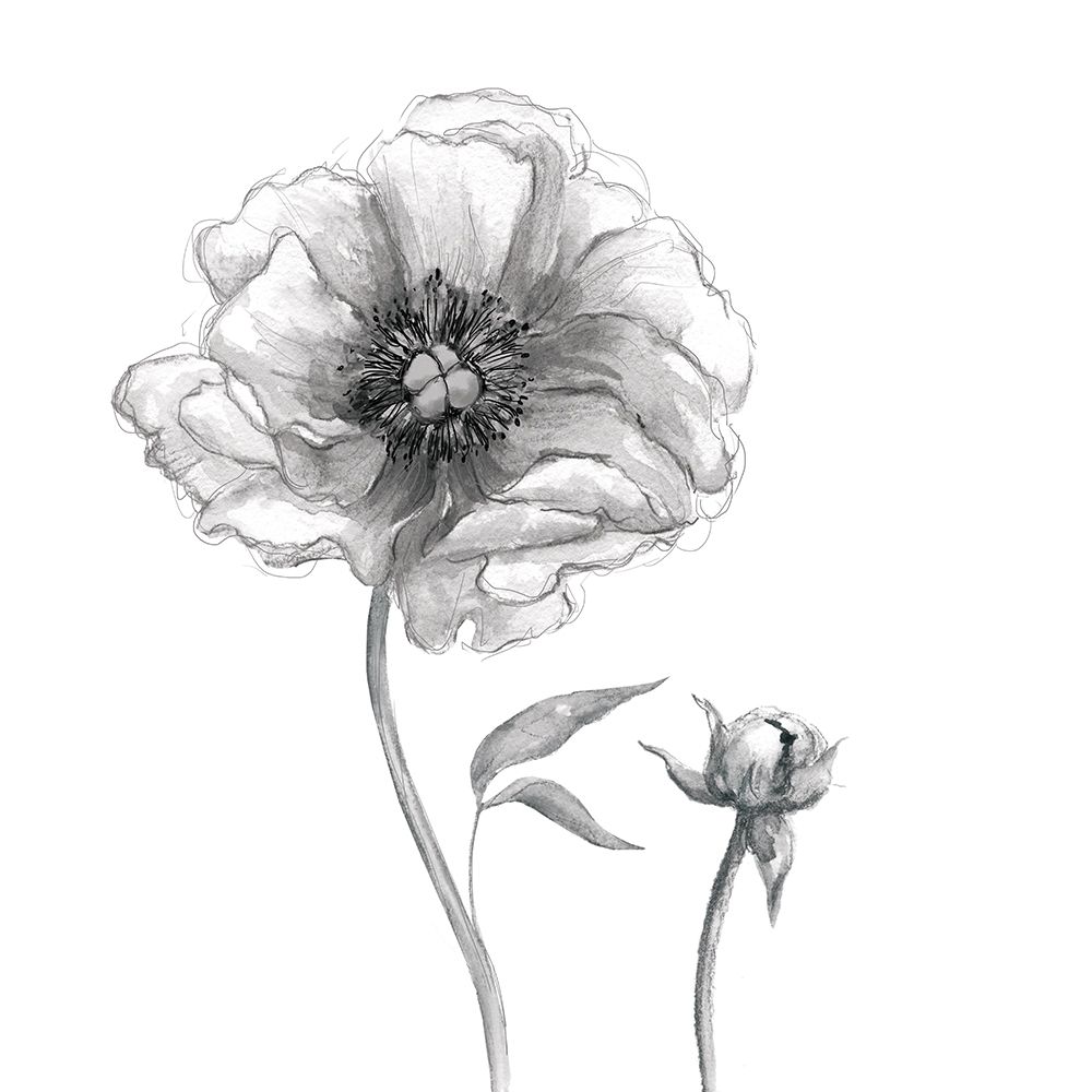 Sketchy Peony art print by Carol Robinson for $57.95 CAD