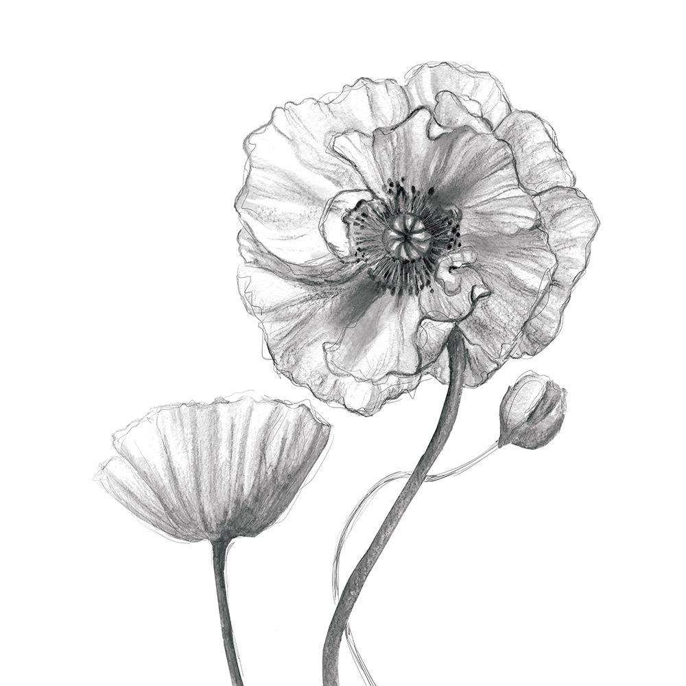 Sketchy Poppy art print by Carol Robinson for $57.95 CAD