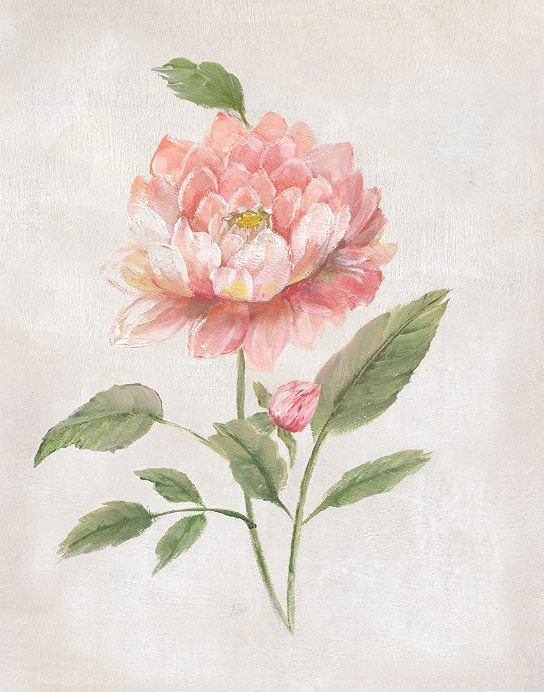Grandiflora III art print by Nan for $57.95 CAD