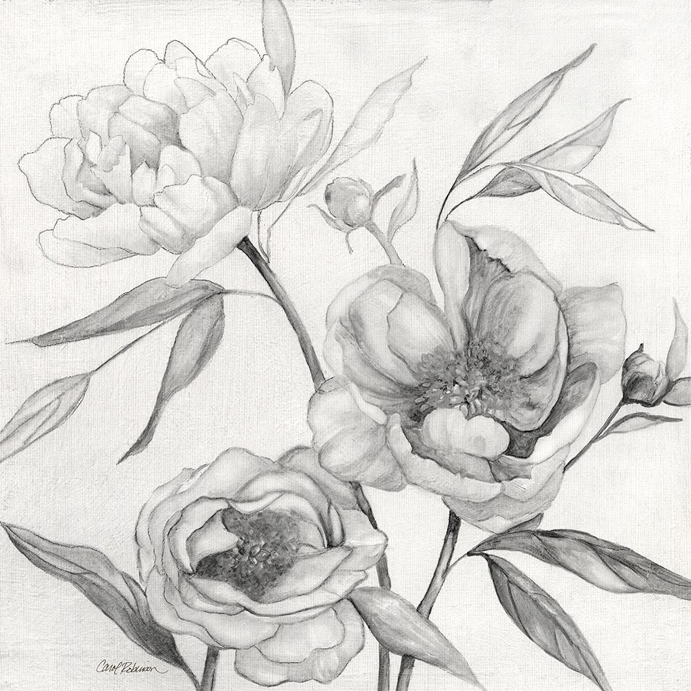 Linen Peony Sketch II art print by Carol Robinson for $57.95 CAD